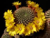 Thumbnail of 0403_Sulcorebutia caineana_20170708_02(1).JPG